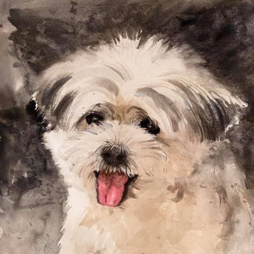 Original watercolor white poodle portrait by Alan Liang
